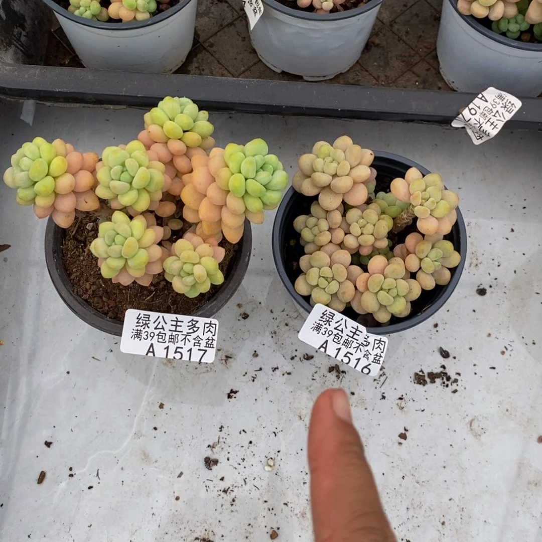 一***只517。516洛可可多肉两颗