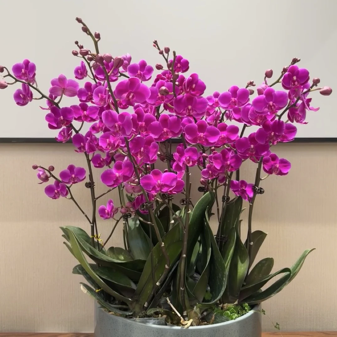 爆花机器3花剑起能开200多【满天红】花量超大蝴蝶兰新手好养