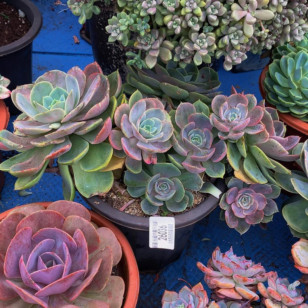 爱****   白雪公主多肉26036