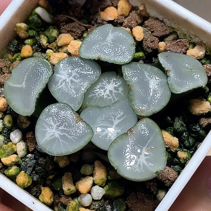 769望乡万象一物一拍