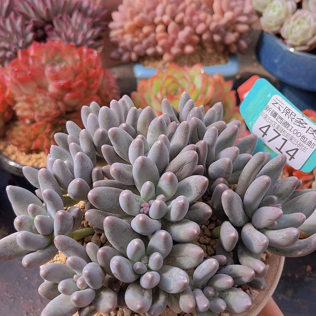 4714乌拉奶多肉植物