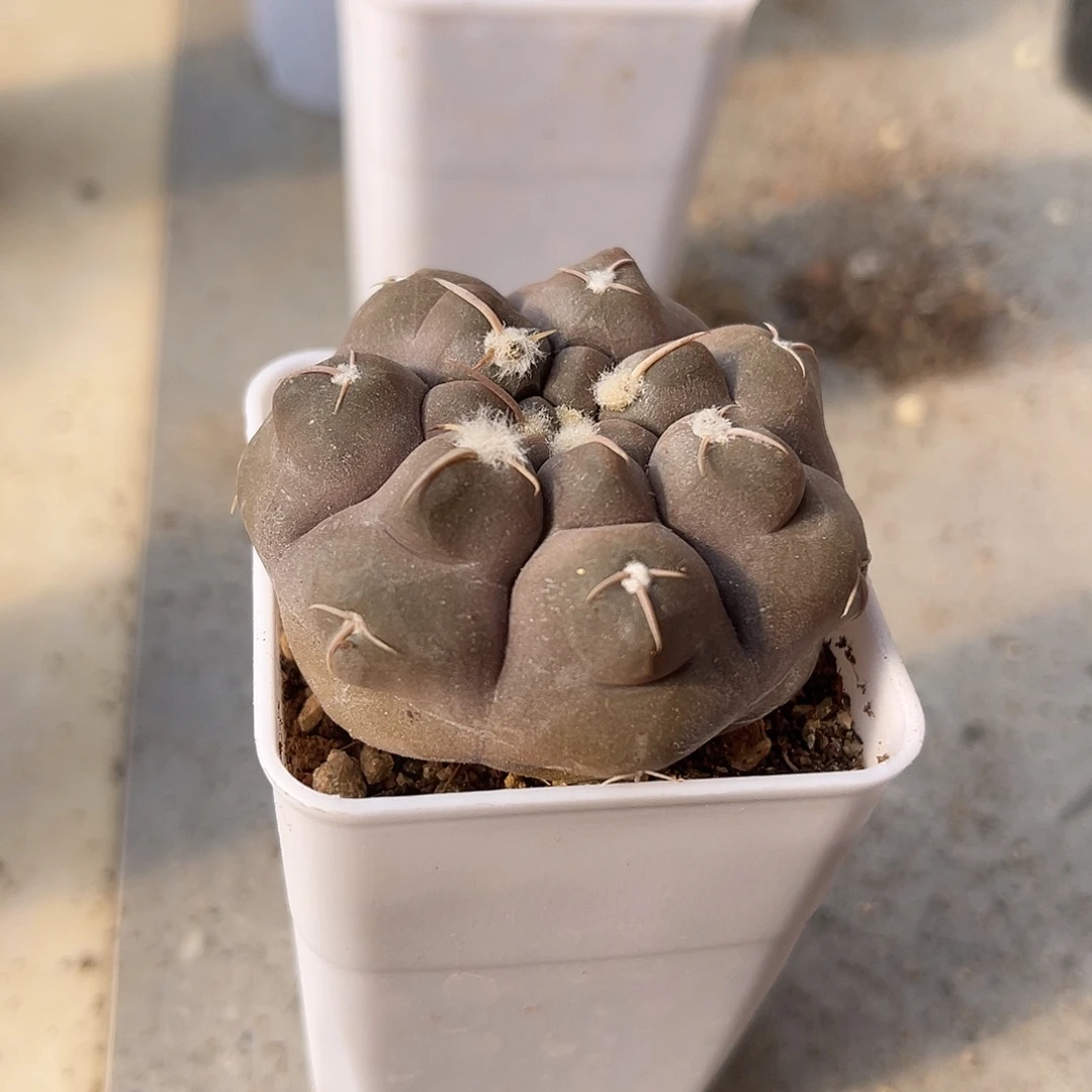 实生大尤龟甲铅皮仙人球