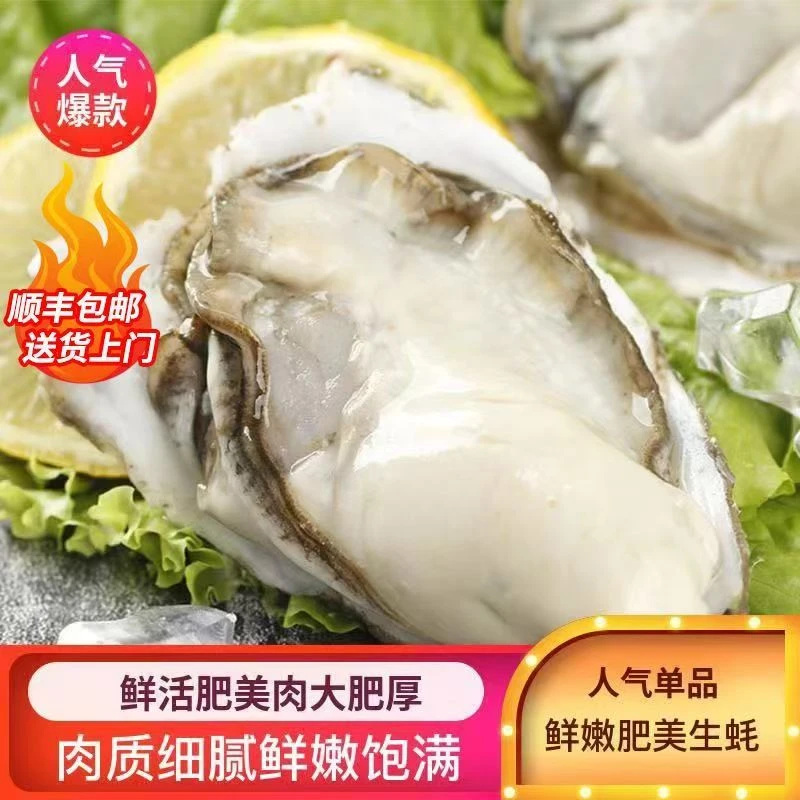 鲜生蚝正宗福建生蚝鲜活肥美带壳海蛎子新鲜牡蛎3-4只/斤顺丰包邮