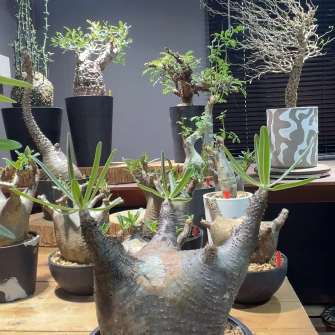 象牙宫象牙宫象牙宫