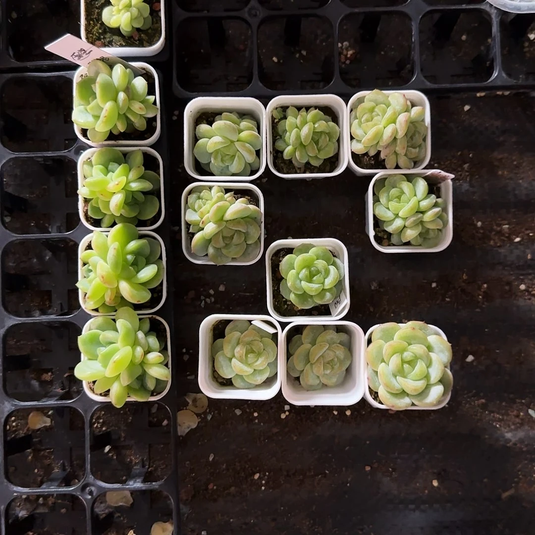 T3000状态中盆8号床一个满25包邮