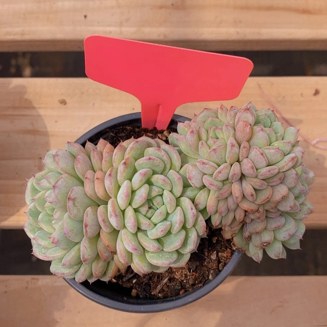 多肉植物，一物一拍，3单包邮