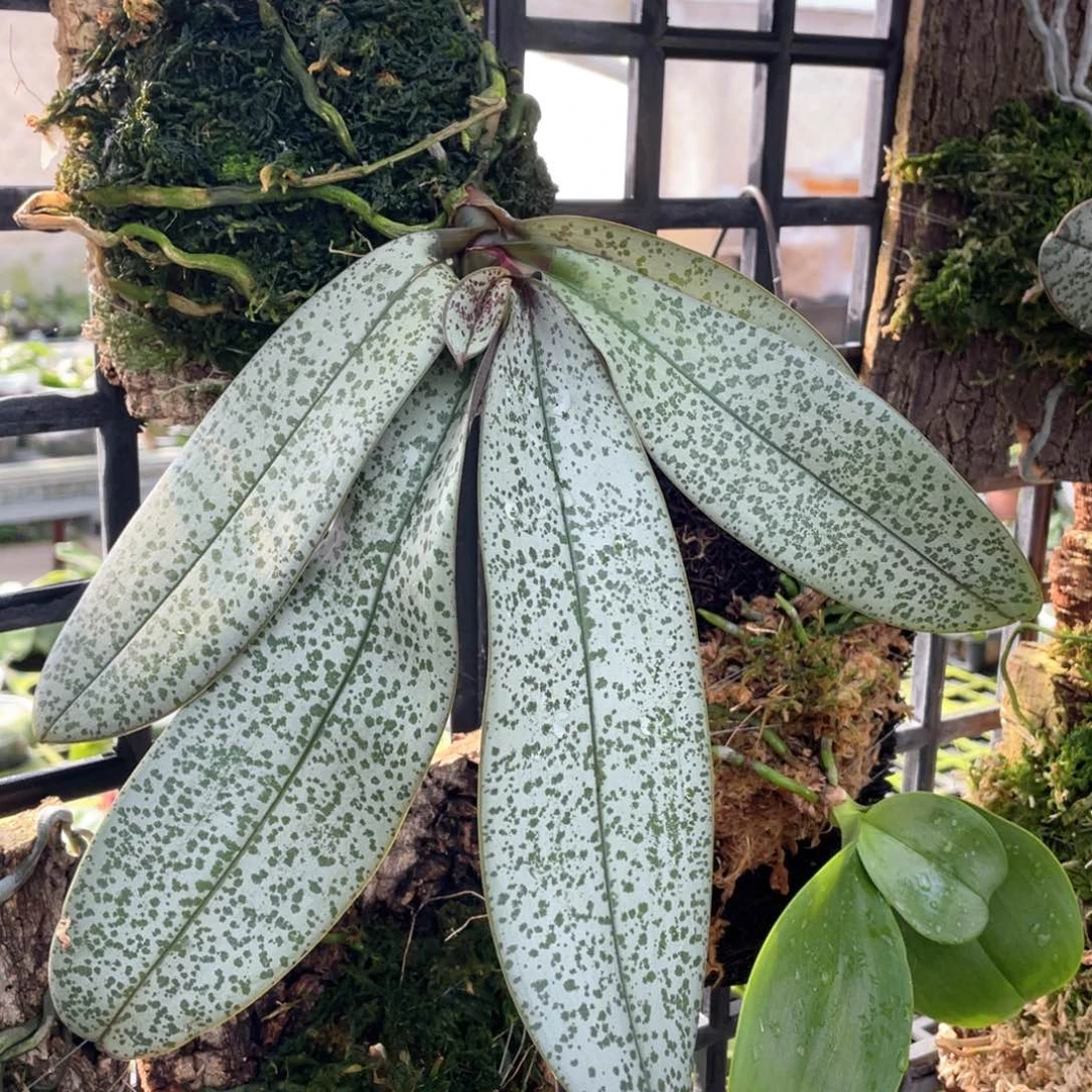 当前无花栽培后可以开花（山採银叶西）板植