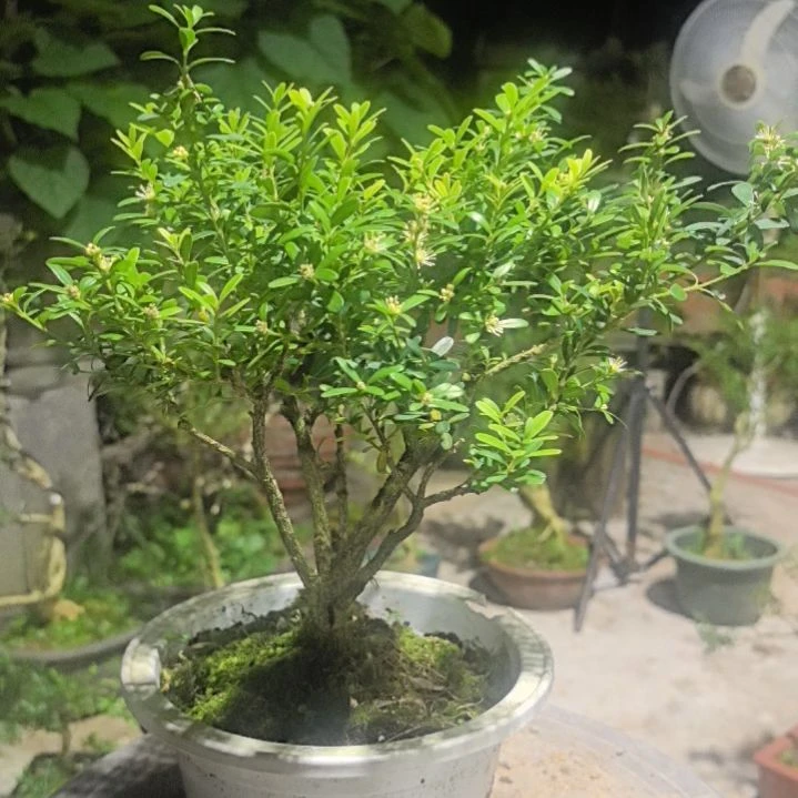 拈***花无花朵黄杨盆景造型树