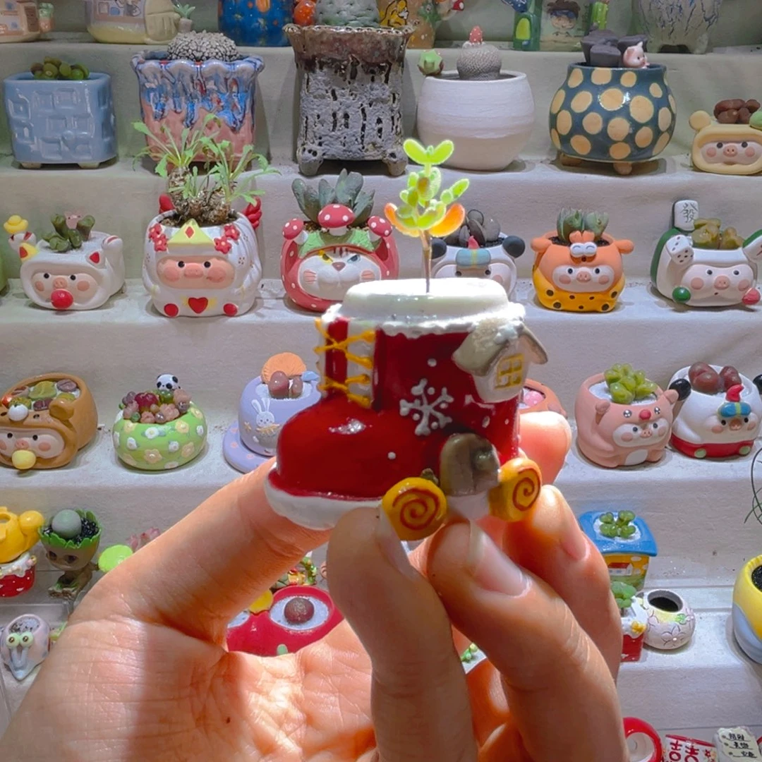 013枝干番杏带盆土一套45