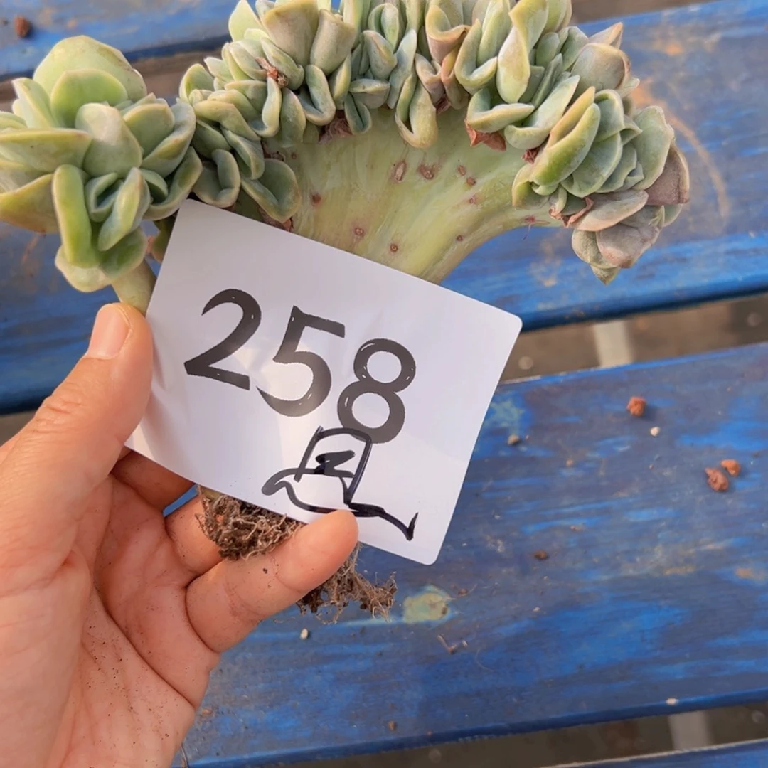 思*258！更被别别扭扭内牛满面