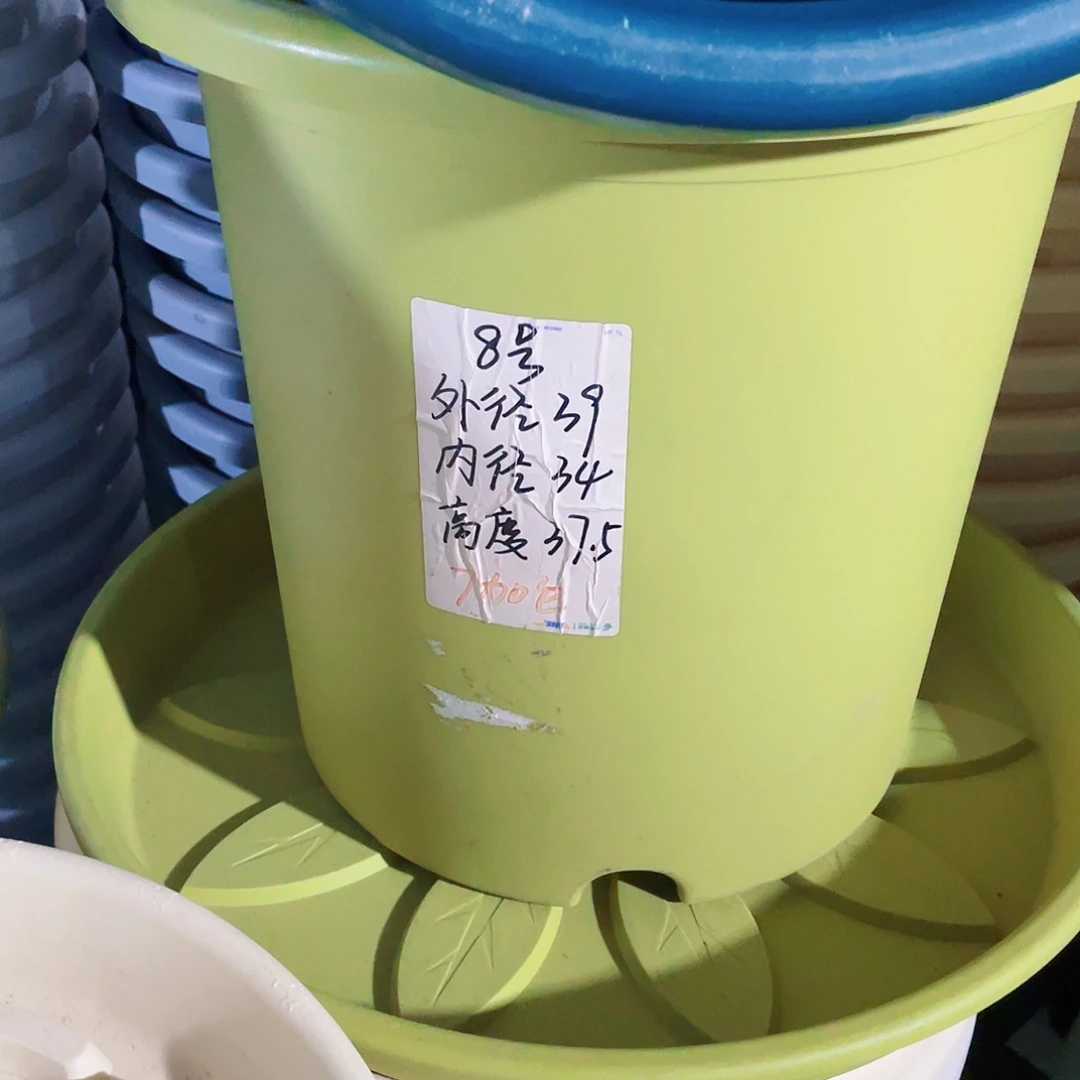 四季微瑕8号果绿无拖3个