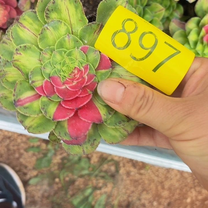 多肉植物福利897个