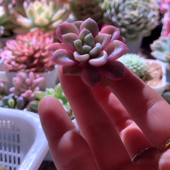 花斑鹿砍头有根yoigen