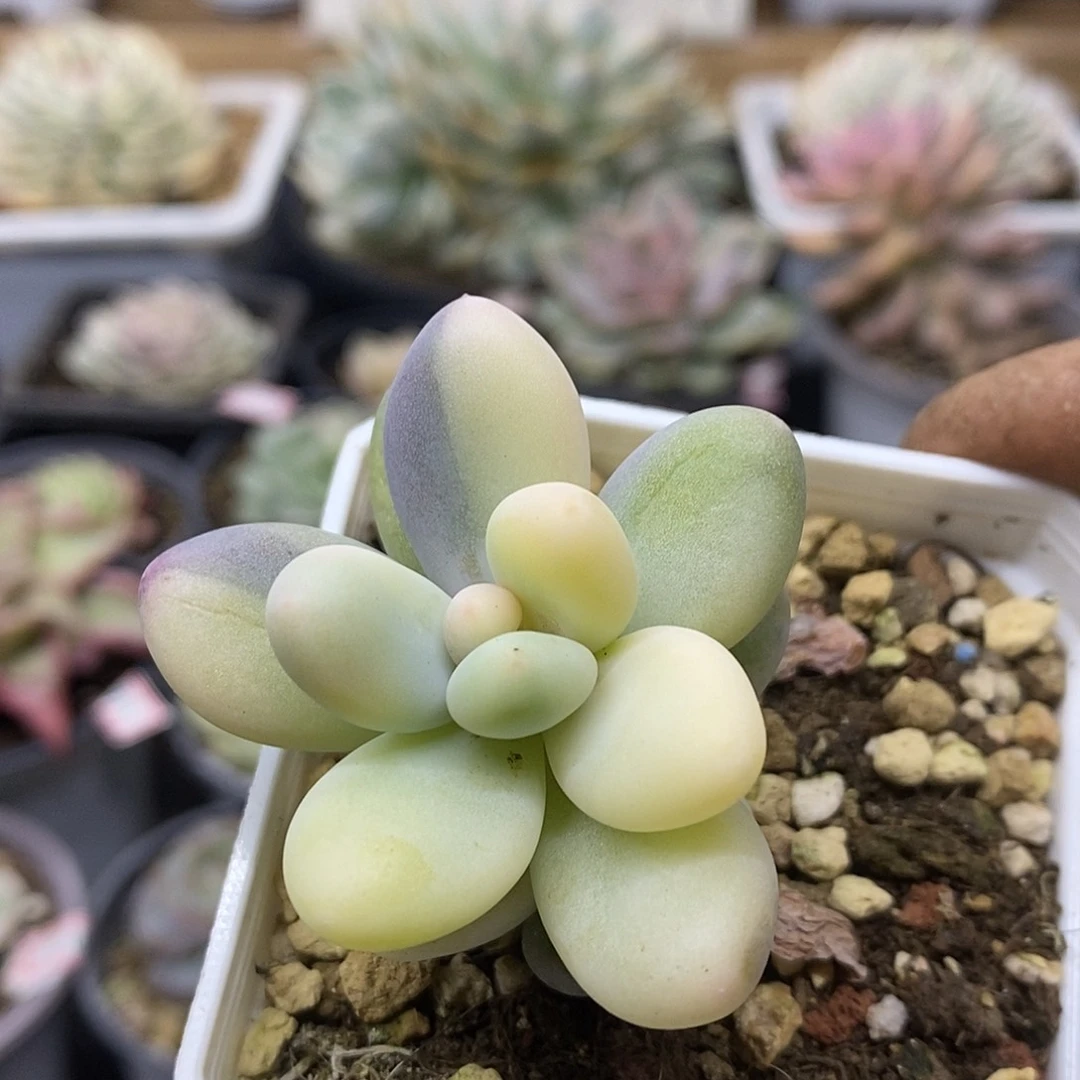 08180 奶酪花脸锦 需延时发货