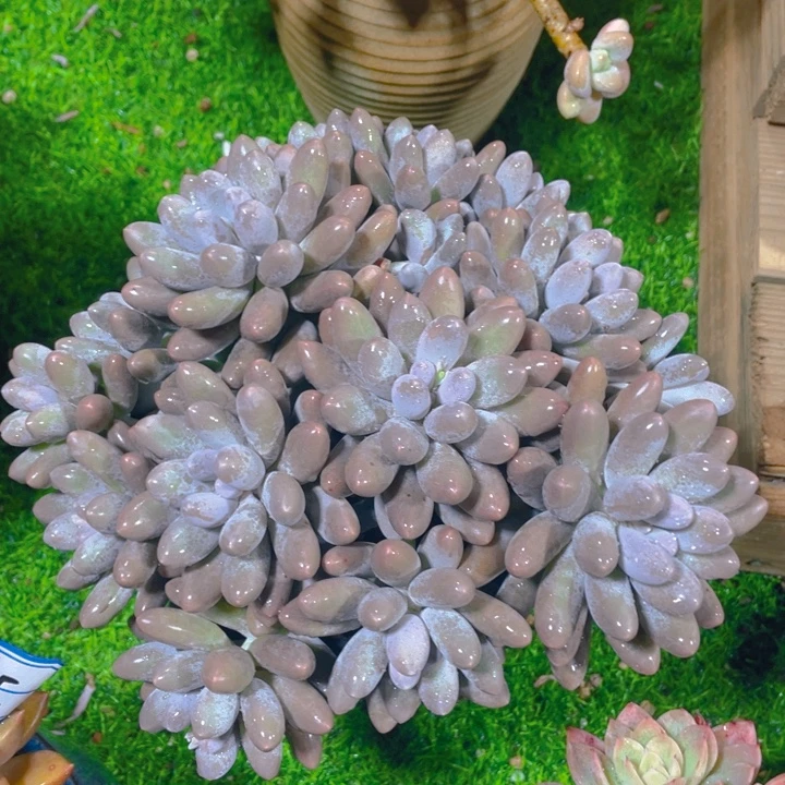 谢谢你的支持00000055