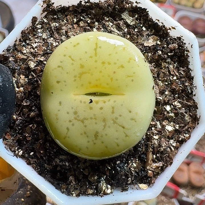 畅***c生石花11111211。   202