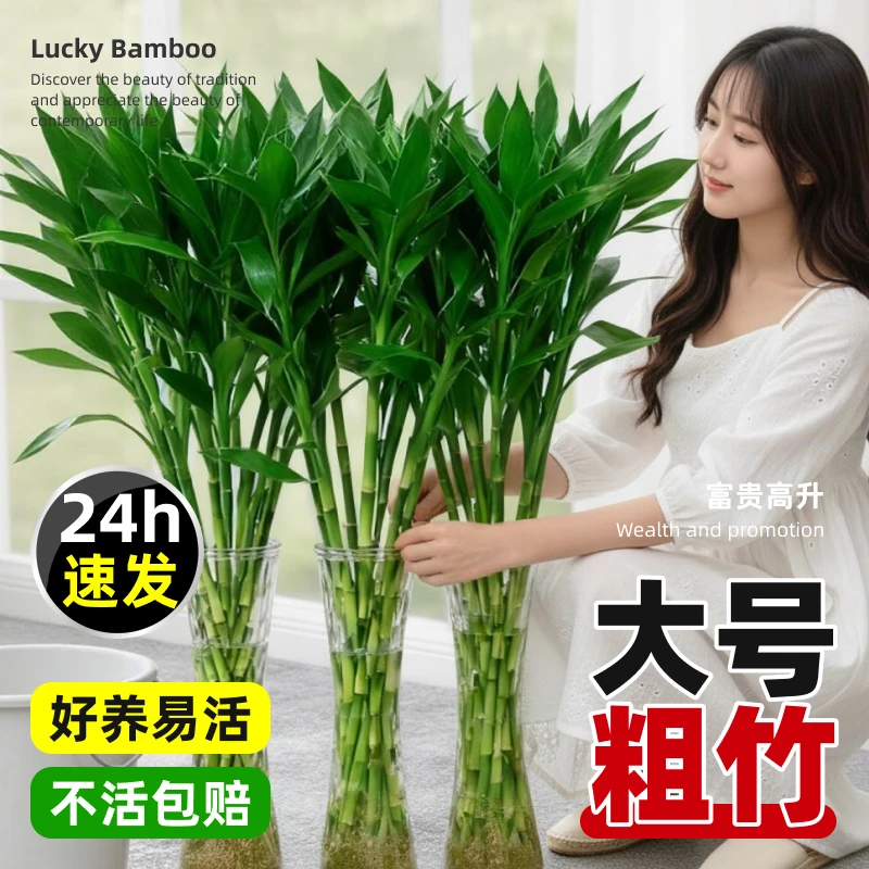 富贵竹水培植物水养客厅室内好养活绿植盆栽转运竹发财竹节节高