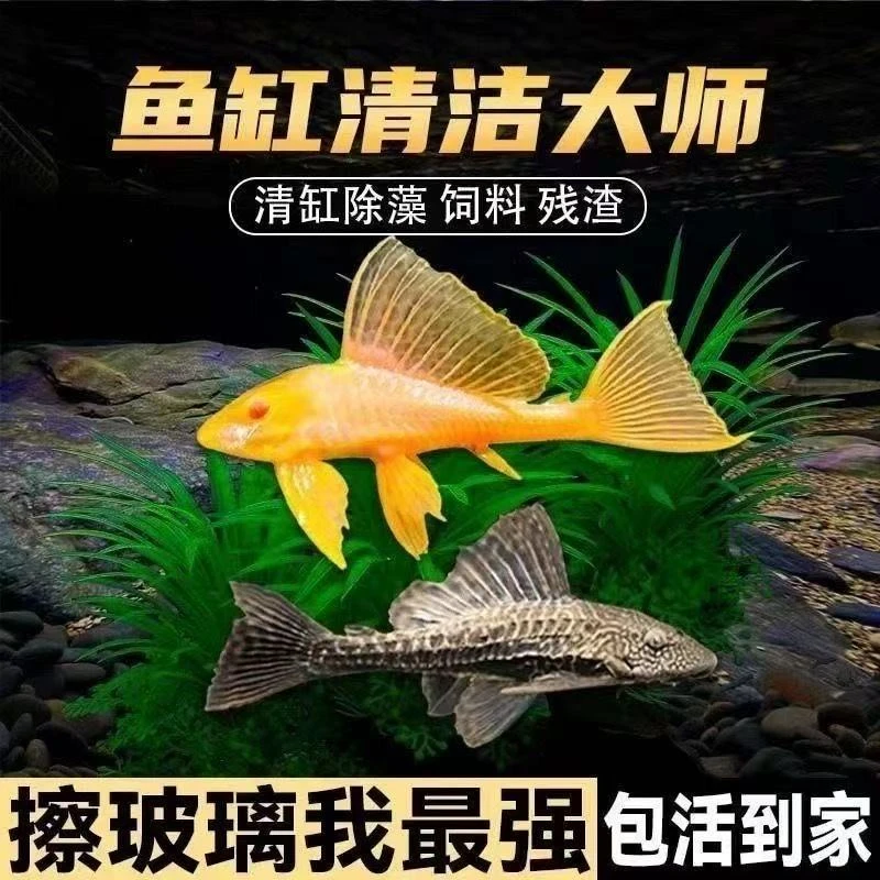 正宗黄金红眼女王清道夫大帆女皇活体大小型垃圾异型鱼热带观赏鱼