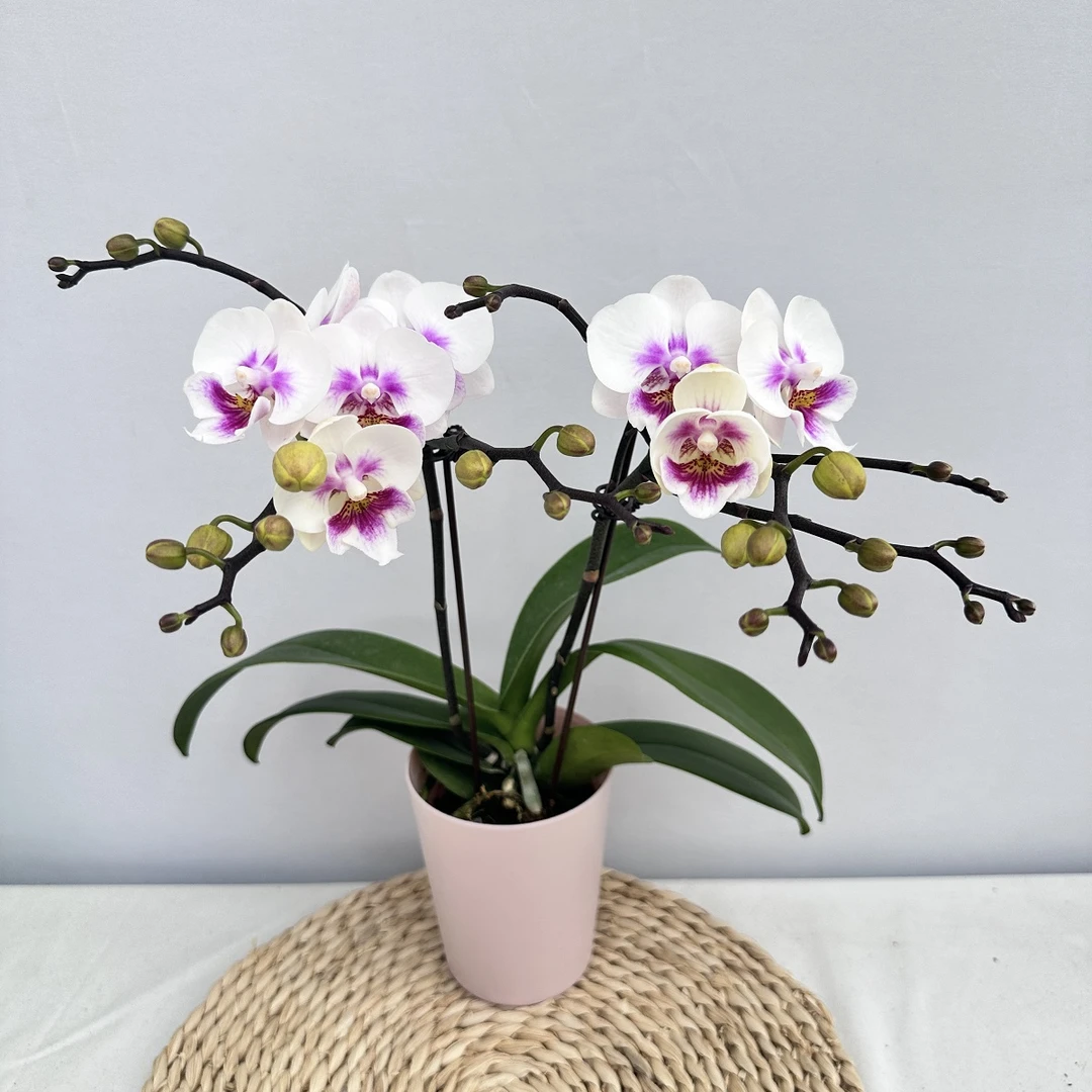 蝴蝶兰【心动丽娜】鲜花精致组盆桌面花开花株室内绿植养兰基地直发