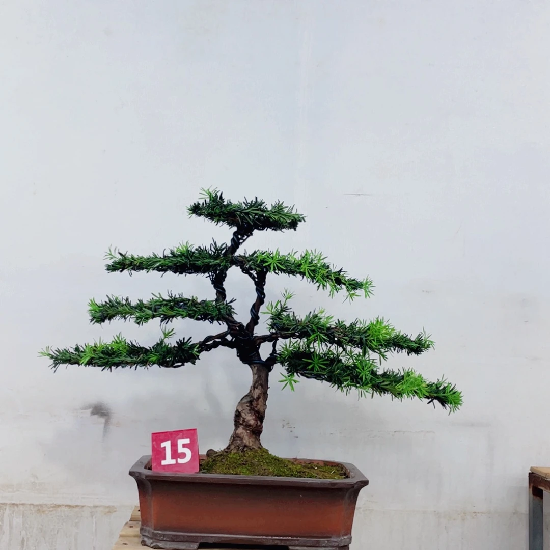 完全开放罗汉松造型艺术