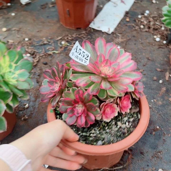 552海神捧花多肉植物