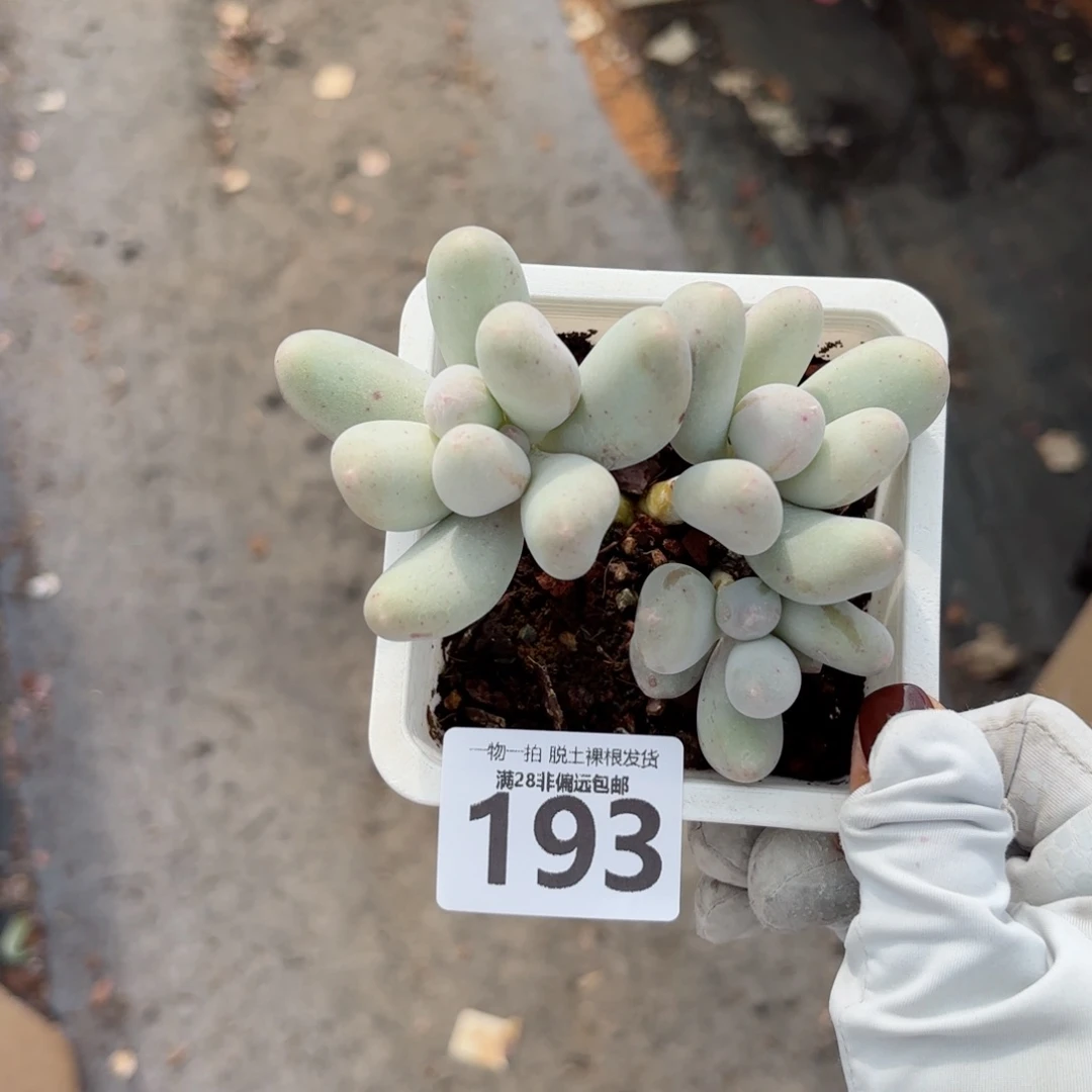 米可奶无盆土发货