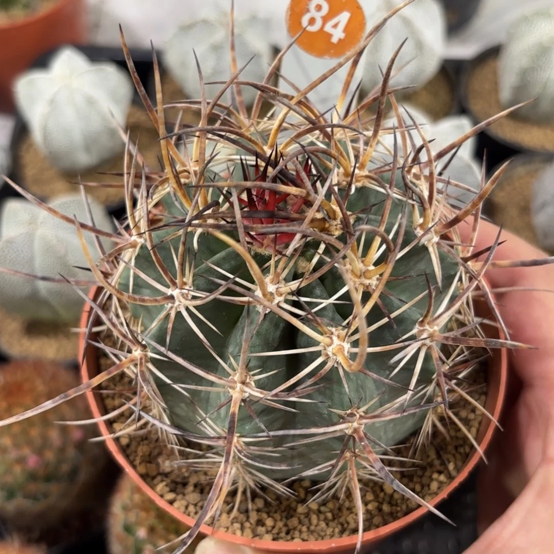 84实生林氏幻虾带盆带土