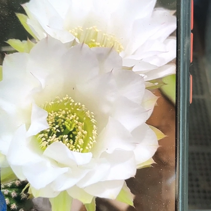 翠柳侧芽歪5公分左右满18包邮