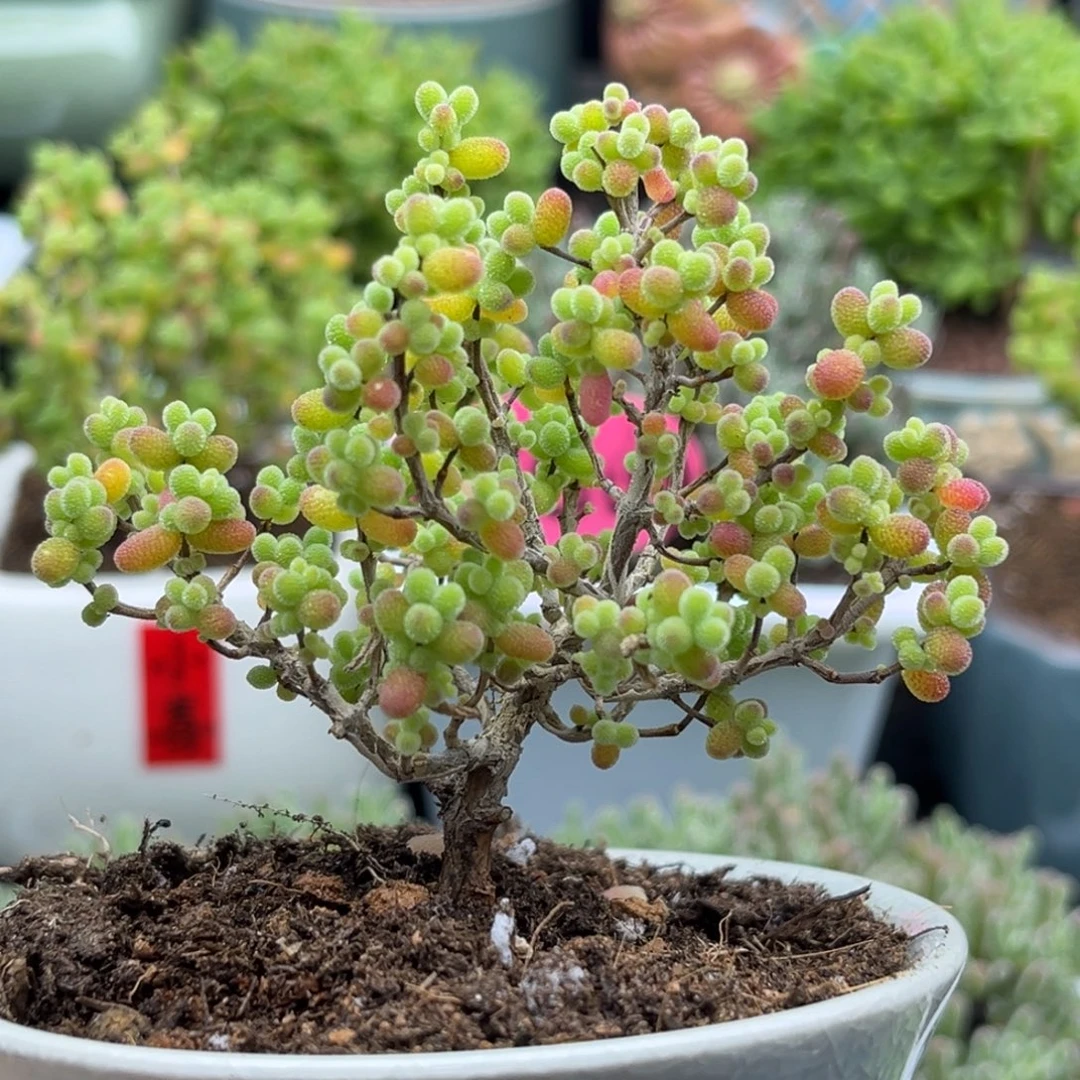 002金桔带盆优选枝干