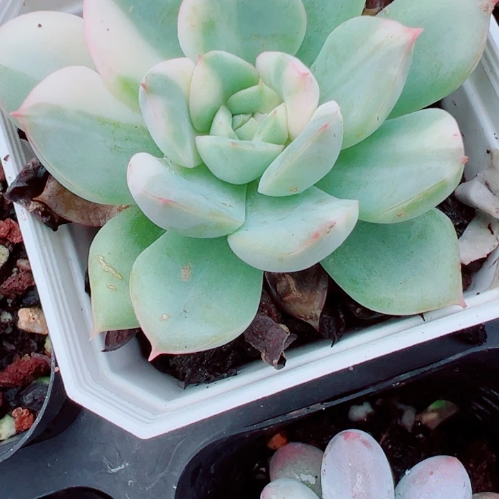 锦多肉植物多肉多肉