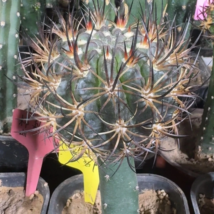 仙人球，智利属，刺虎玉