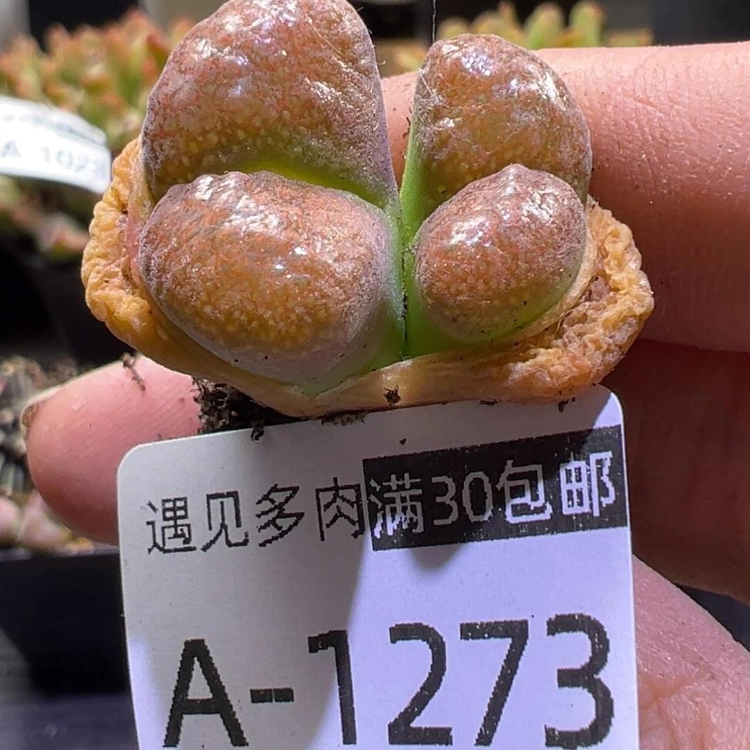 多肉植物11111111111111111