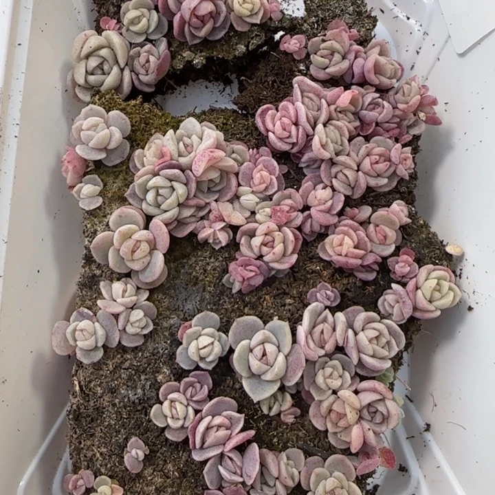 225 号紫心混种播苗一盒