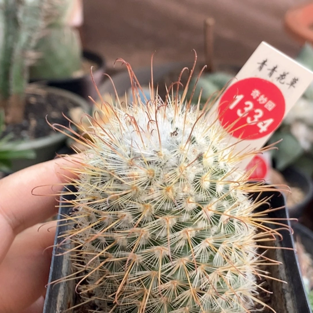 实生割刺丰明丸4.2cm