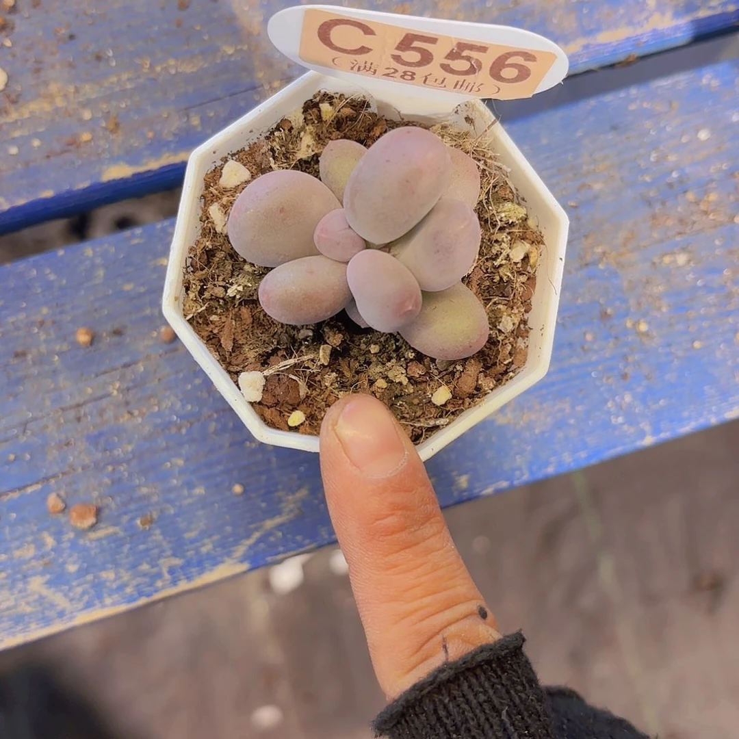 C556Mike奶一物一拍