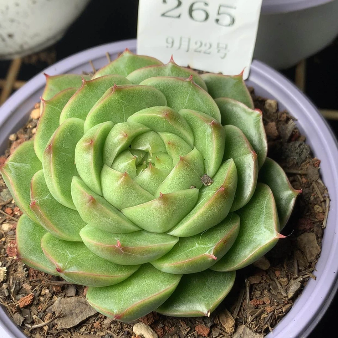 【闪购商品】云265号麦秆八厘米的
