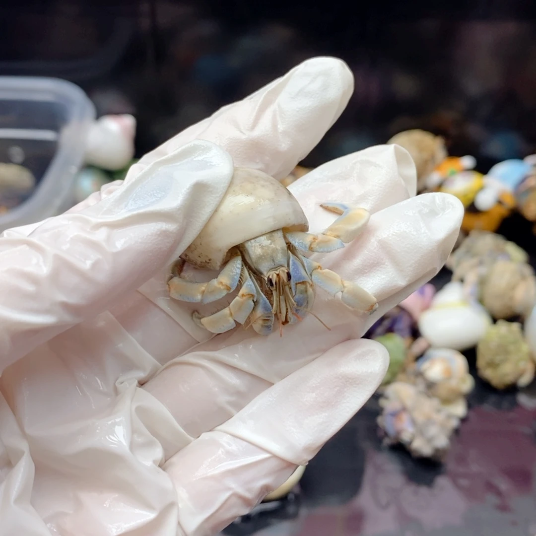 F6：浅色蓝白紫陆1.6