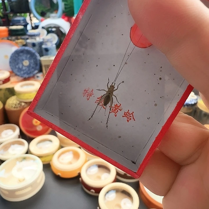 断须黄蛉1只啊啊啊啊啊啊啊啊