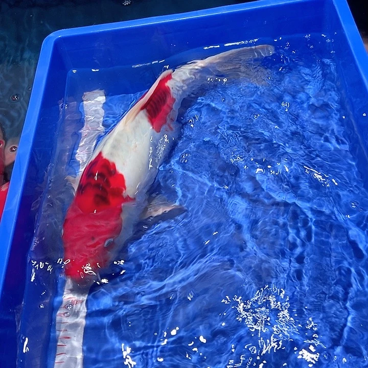 傅***傅海水鱼漂亮的锦鲤精品一尾