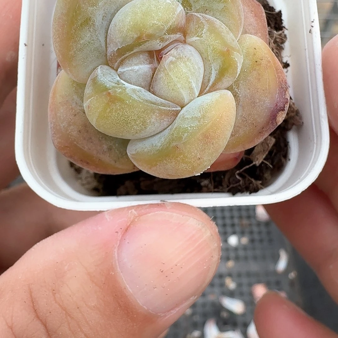 182号单头灯泡心多肉