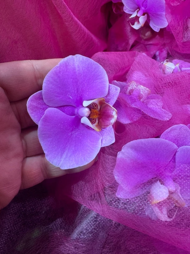 赛冰冰蝴蝶兰，单颗