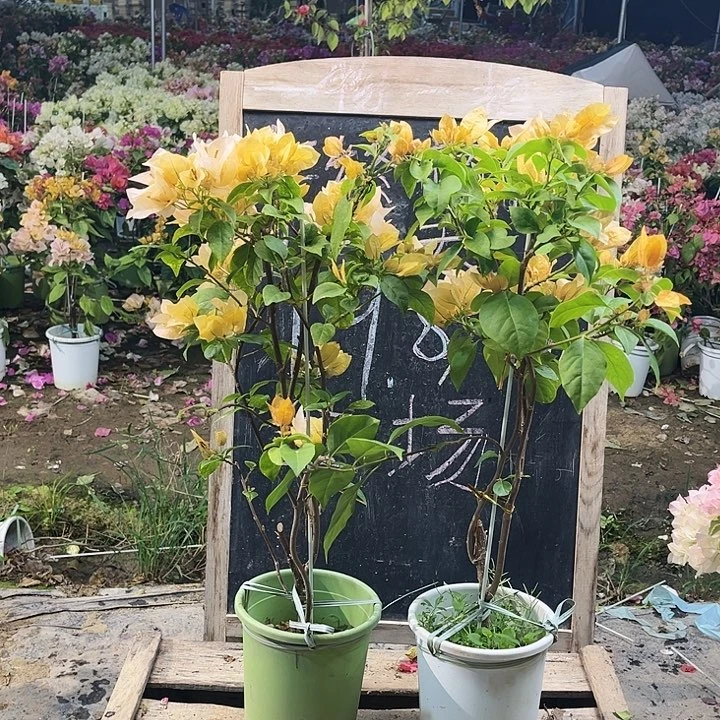 完全开放三角梅苏瓦那