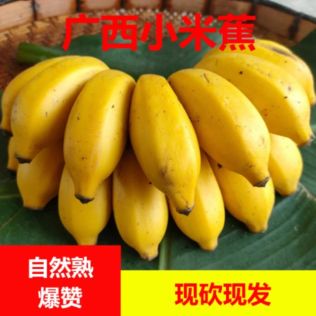 广西酸甜小米蕉 新鲜香蕉 当季新鲜孕妇水果现采现发整箱包邮