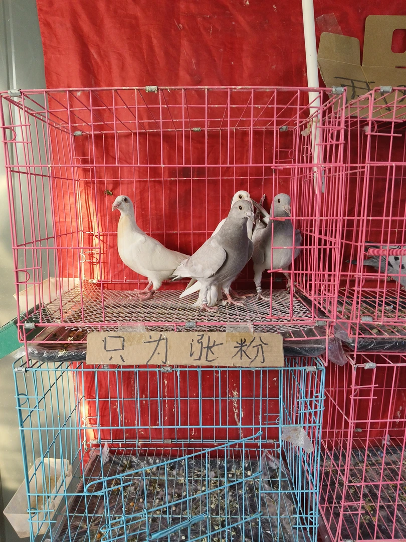鸽子一对鸽子笼鸽子窝