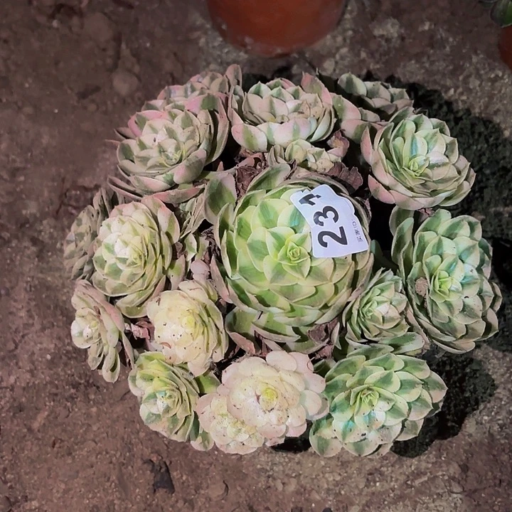 231荔枝多肉植物不售后