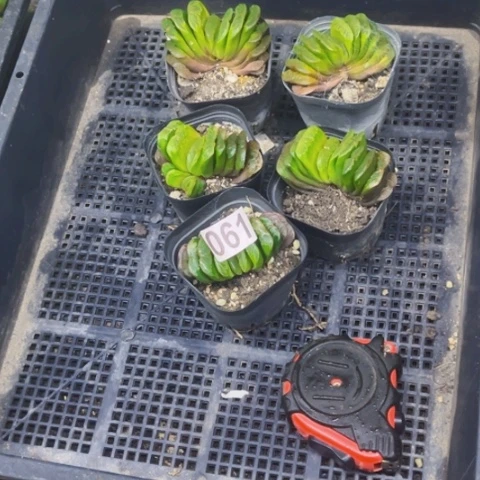 061玉扇5盆一筐量拍如图