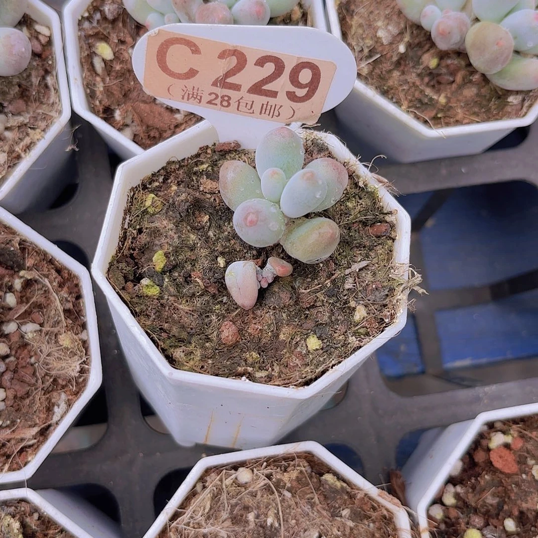 C229Mike奶一物一拍
