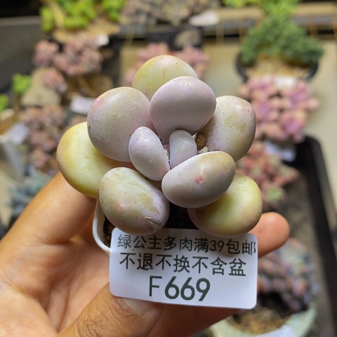 669蛋黄奶多肉3cm