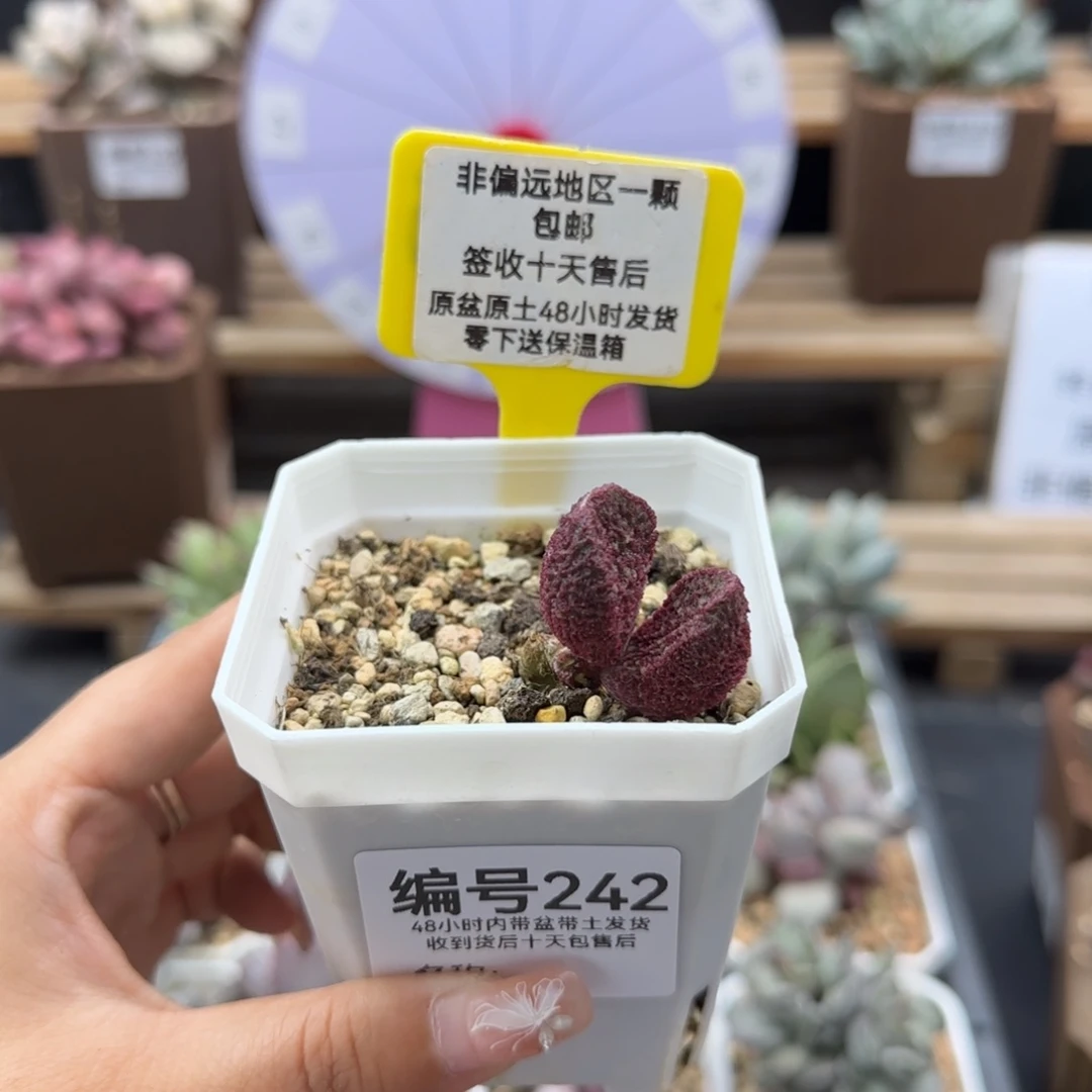 柒***7242沐鱼多肉植物