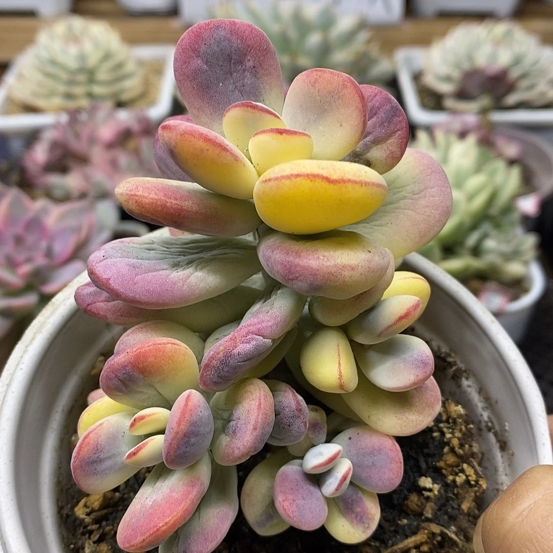 0311 乒乓福娘锦自然群